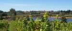 Moutere Hills Vineyard and Cafe